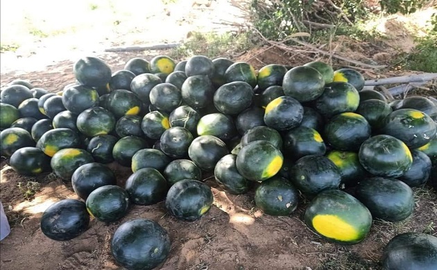 اصناف البطيخ المسجلة
